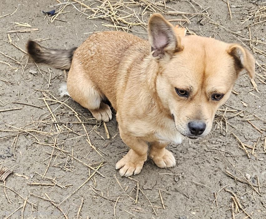 Câine spre adopție