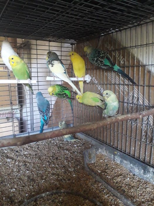 Vând papagali perusi