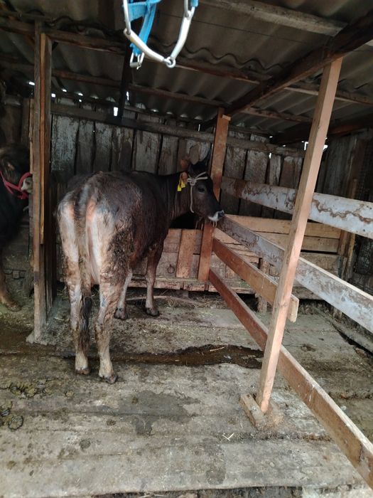 Продам корову с телятами