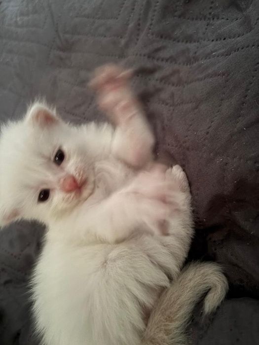 Отдам котят бесплатно