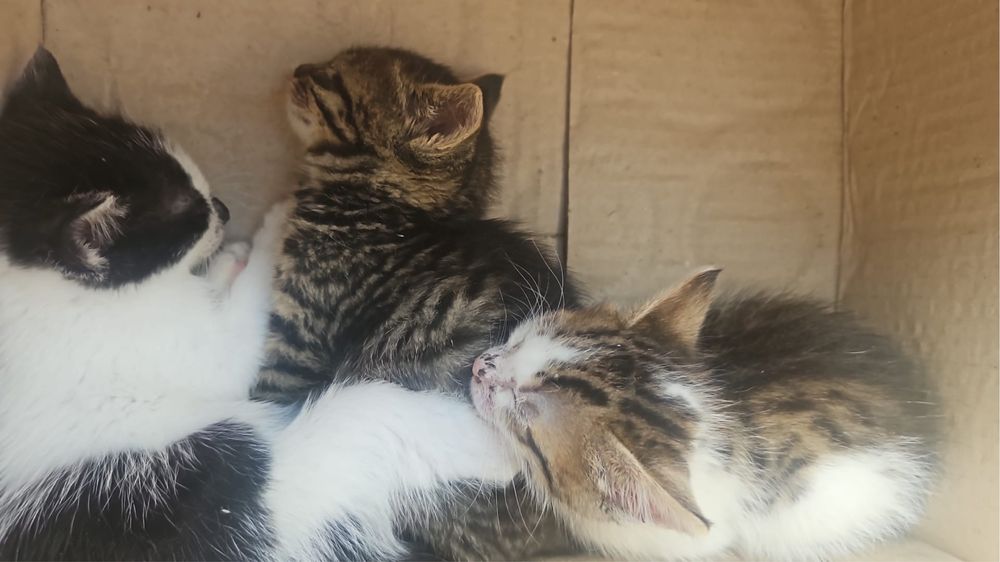 Motani spre Adopție