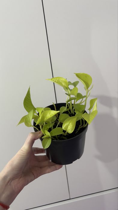 Неон — цветок, лиана