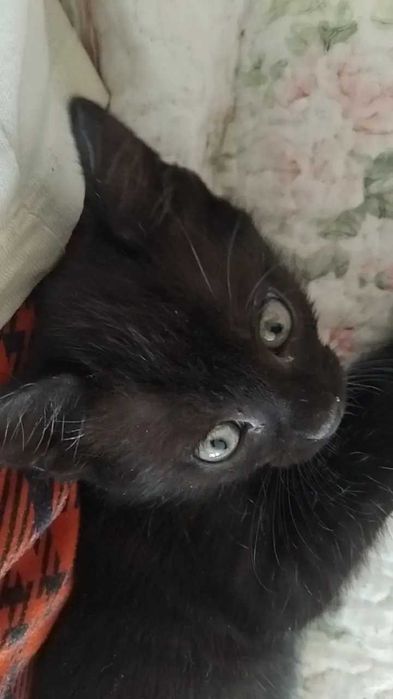 3 puiuti de pisica spre adoptie