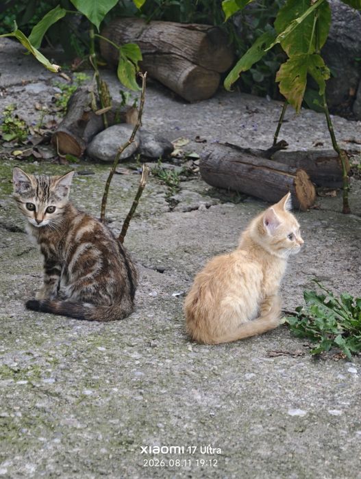 Много котят в хорошие руки.
