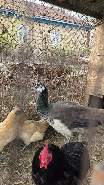 Индийский павлин, самка