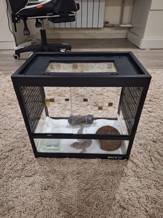 Самец Эублефар вместе с террариумом