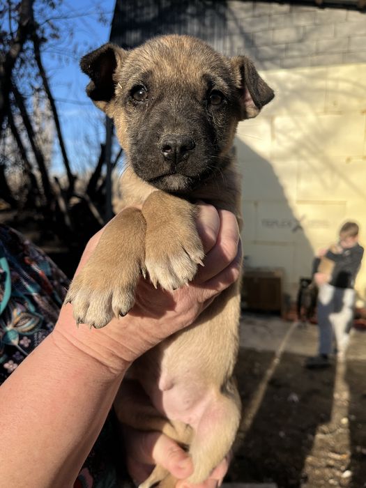 Отдам в добрые руки