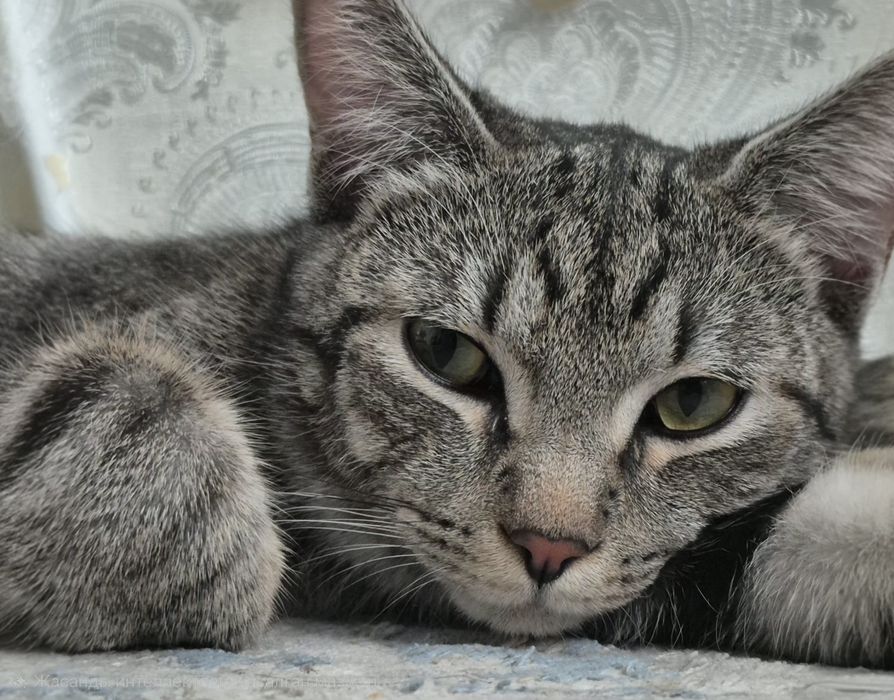 Отдам хорошие руки