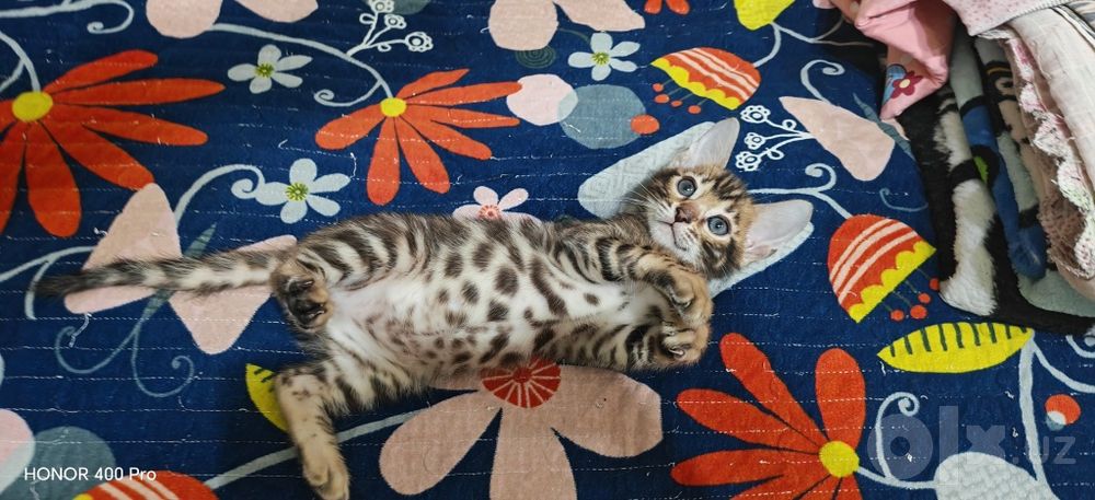 Бенгальские котята