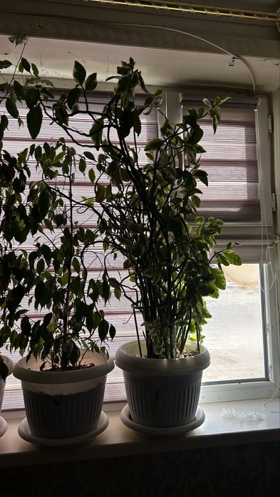 Гүлдер офеске және үиге