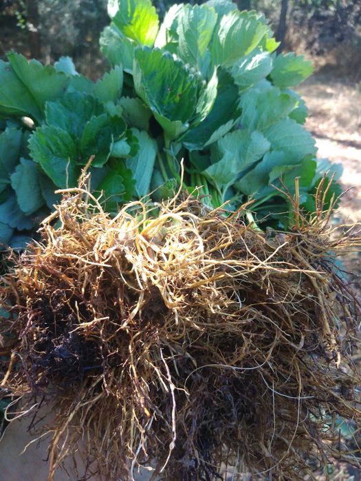 Разсад ягоди,перфектно качество