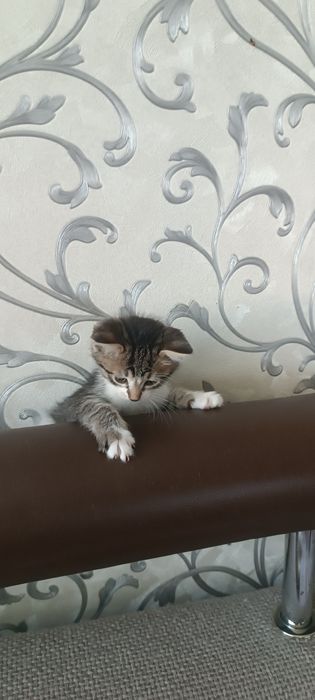Отдам даром котят два мальчика и девочка