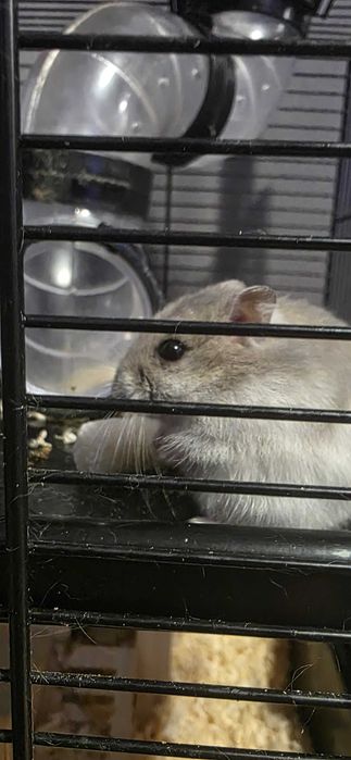 Donez hamsteri pitici