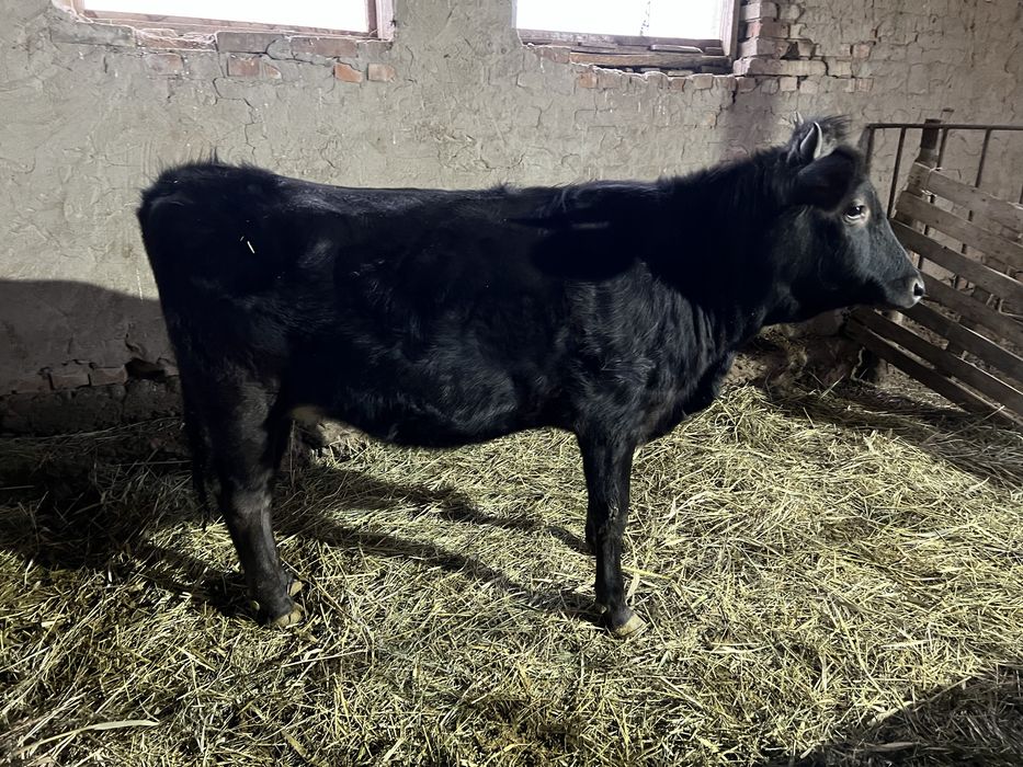 Продам Тёлочку 1.5 года