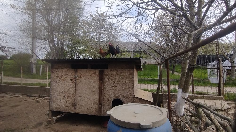 Cocoș și găinușă, americani