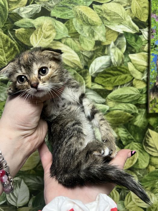 Котята вислоухие