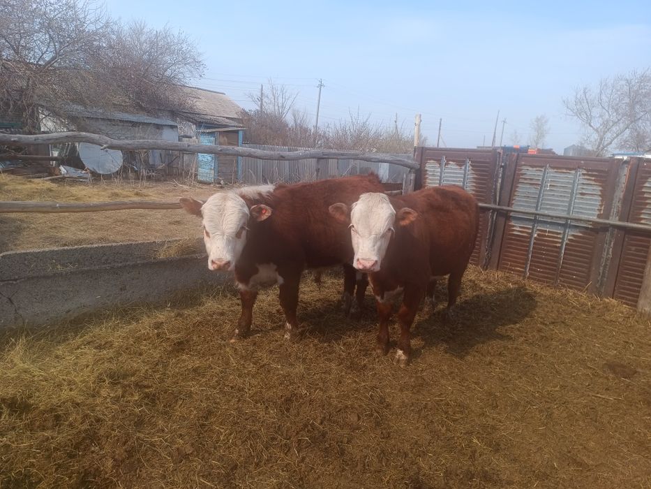 Бычки, быки, крс, молодняк откорм
