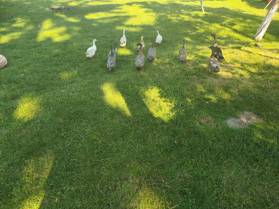 Vând Rațe care elimină limaxuri