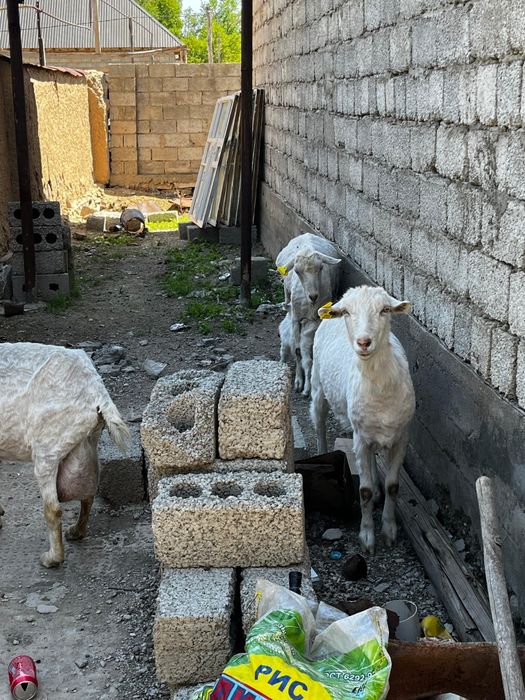 Сүтті сауын ешкілер