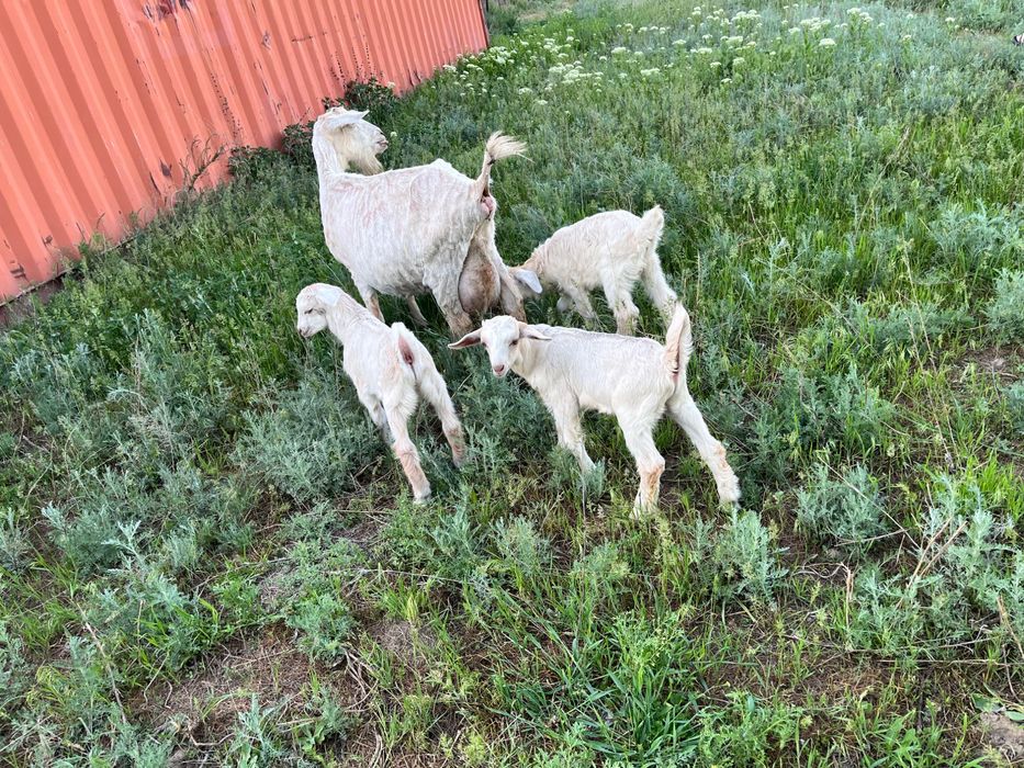 Ешкі сатылады, 2 лағымен