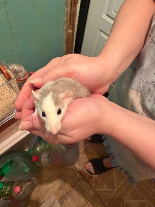 Продам крысят декоративных