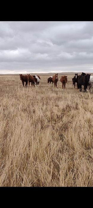 Тайлар сатылады еркек.