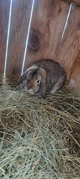 Iepurași cap de leu pitic și berbec german pitic