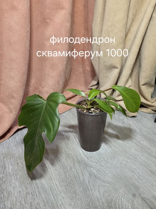 Комнатные растения