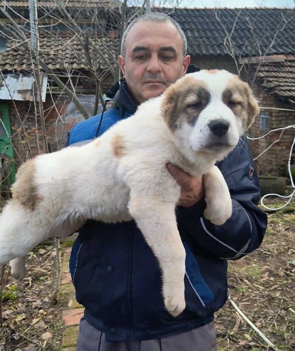 3 месечни алабайчета