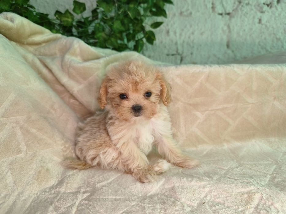 Vand fetita Maltipoo f1 minitoy