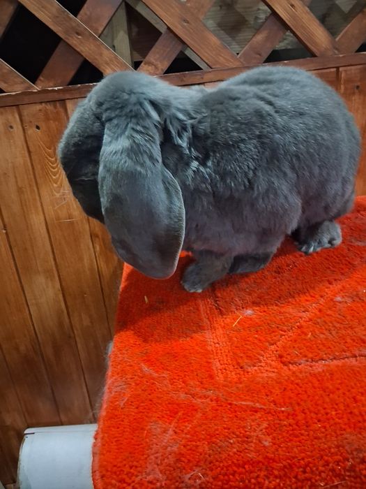 Vând Mascul berbec german Albastru