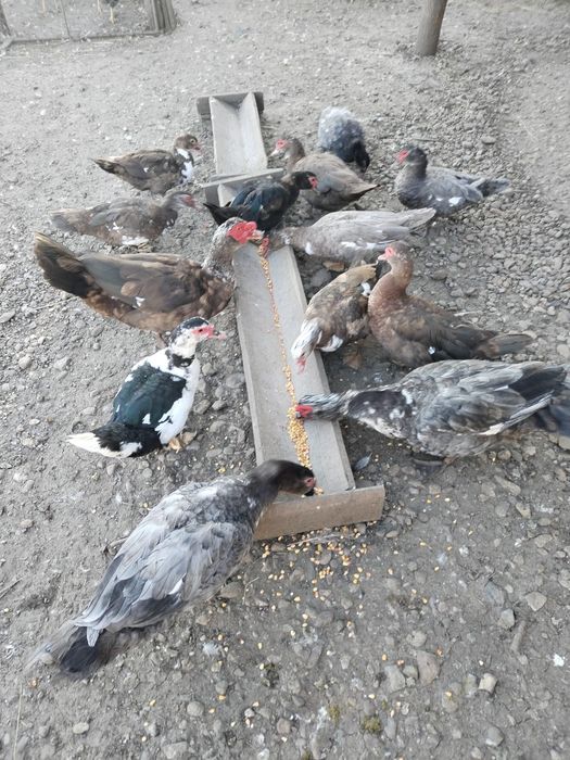 Rațe leșești ( mute)