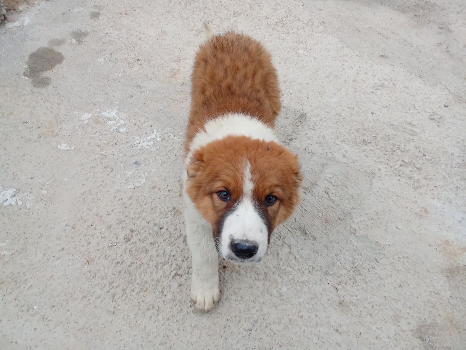 Продаётся щенок Алабая