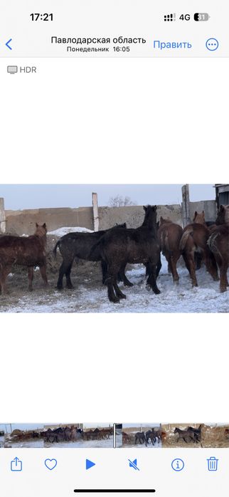 Продам лошадей с откорма . Оптом. 25 голов