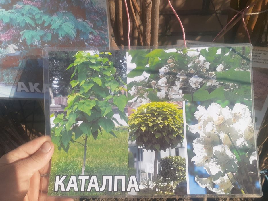 Manzarali daraxtlar katalpa