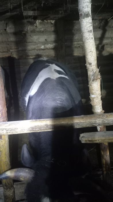 Продам бычков 13 головы с откорма