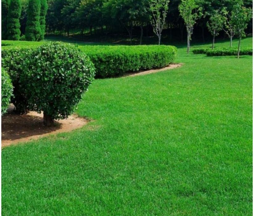 Archa.Gazon.Gullar.Daraxtlar