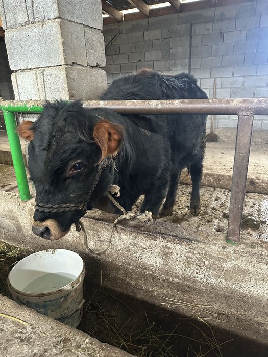 Продается лошадь и бычок