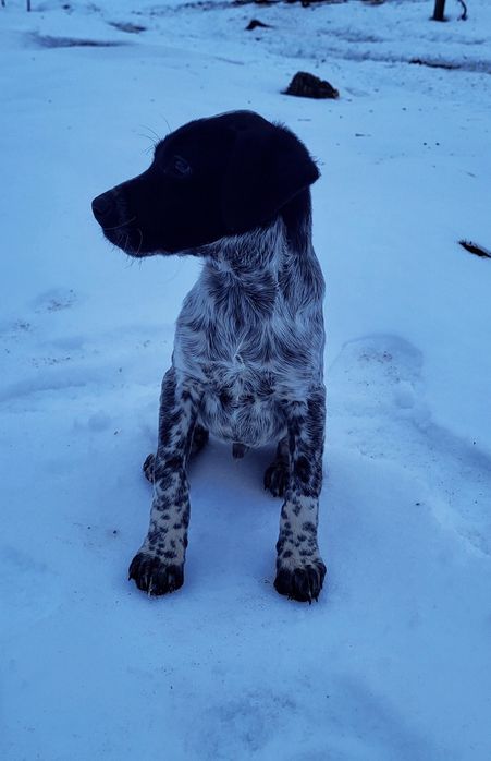 Brac german par scurt