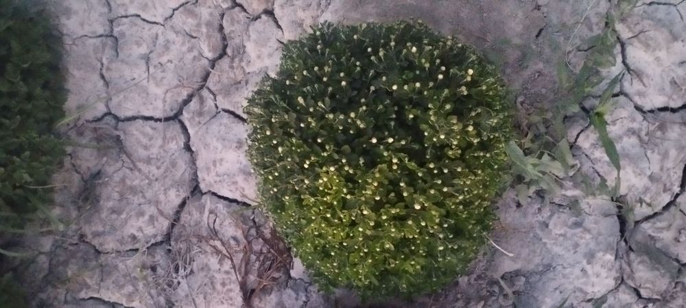 Sada qayrağoch kóchatlari sotiladi