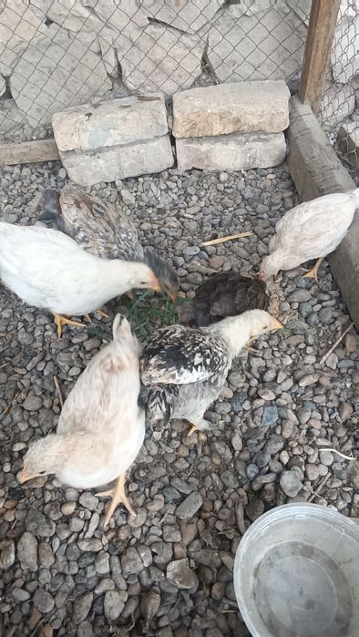 Xonaki 2 oylik jõjalar sotiladi.