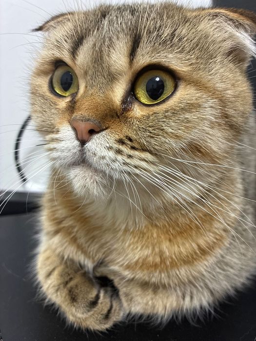 Отдам кошку в хорошие руки