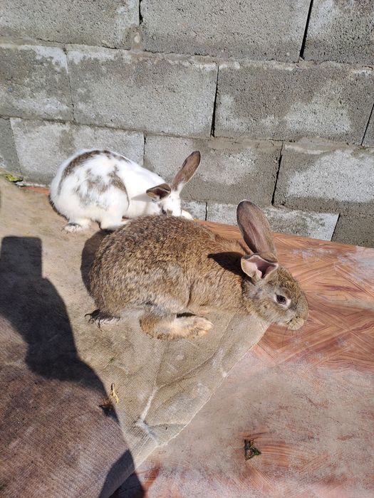 Зайци за разплод