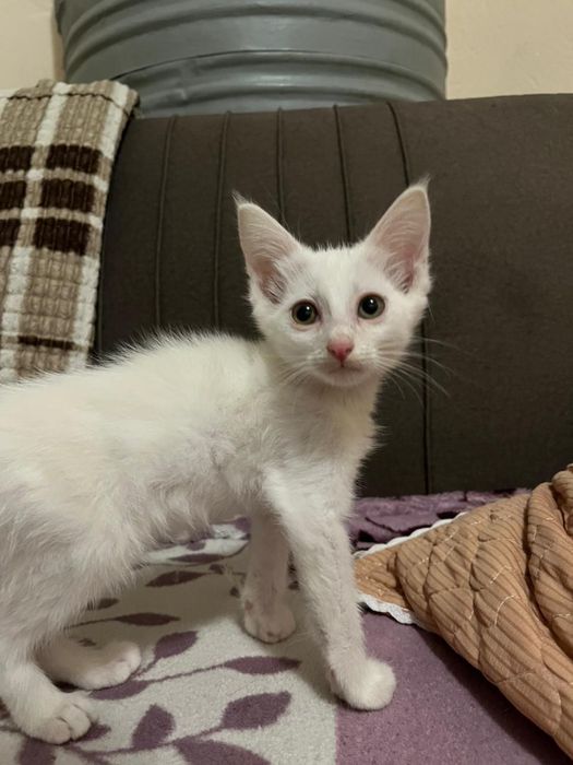 Котяток добрые руки