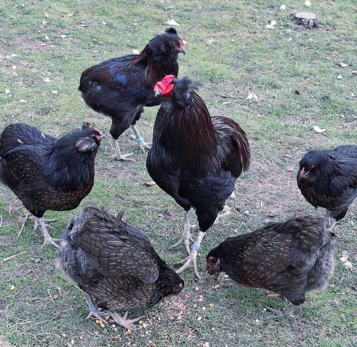 Pui araucana potarnichiu salbatic