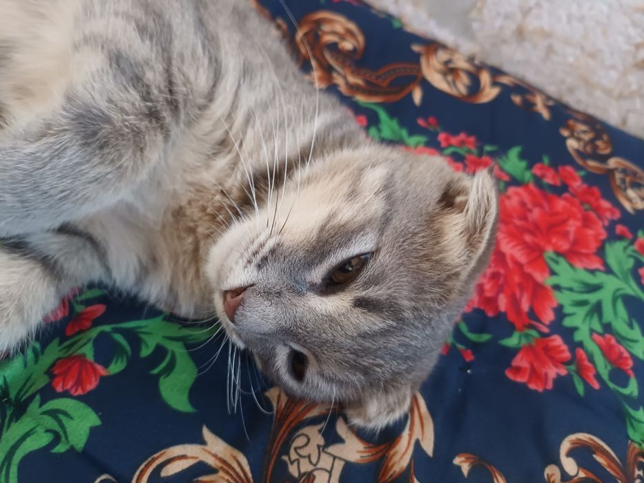 Scottish Fold qiz bola