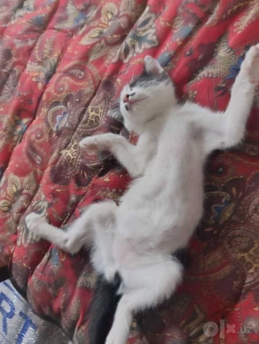 Котята. В добрые руки.