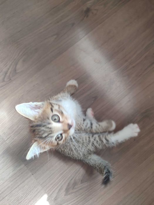 Отдам милых котят