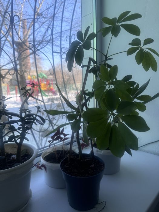 Шеффлера и другие комнатные растения