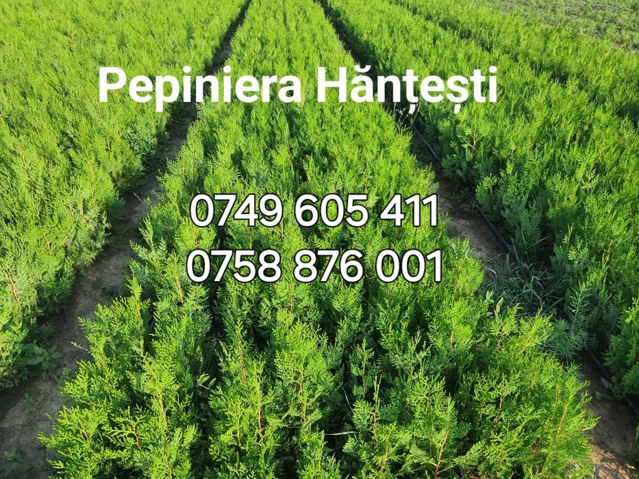 Tuia pentru gard viu